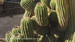A collection of tall cacti in a garden setting with a view of green fields and distant hills. - Rural house in a small town. (Aler)