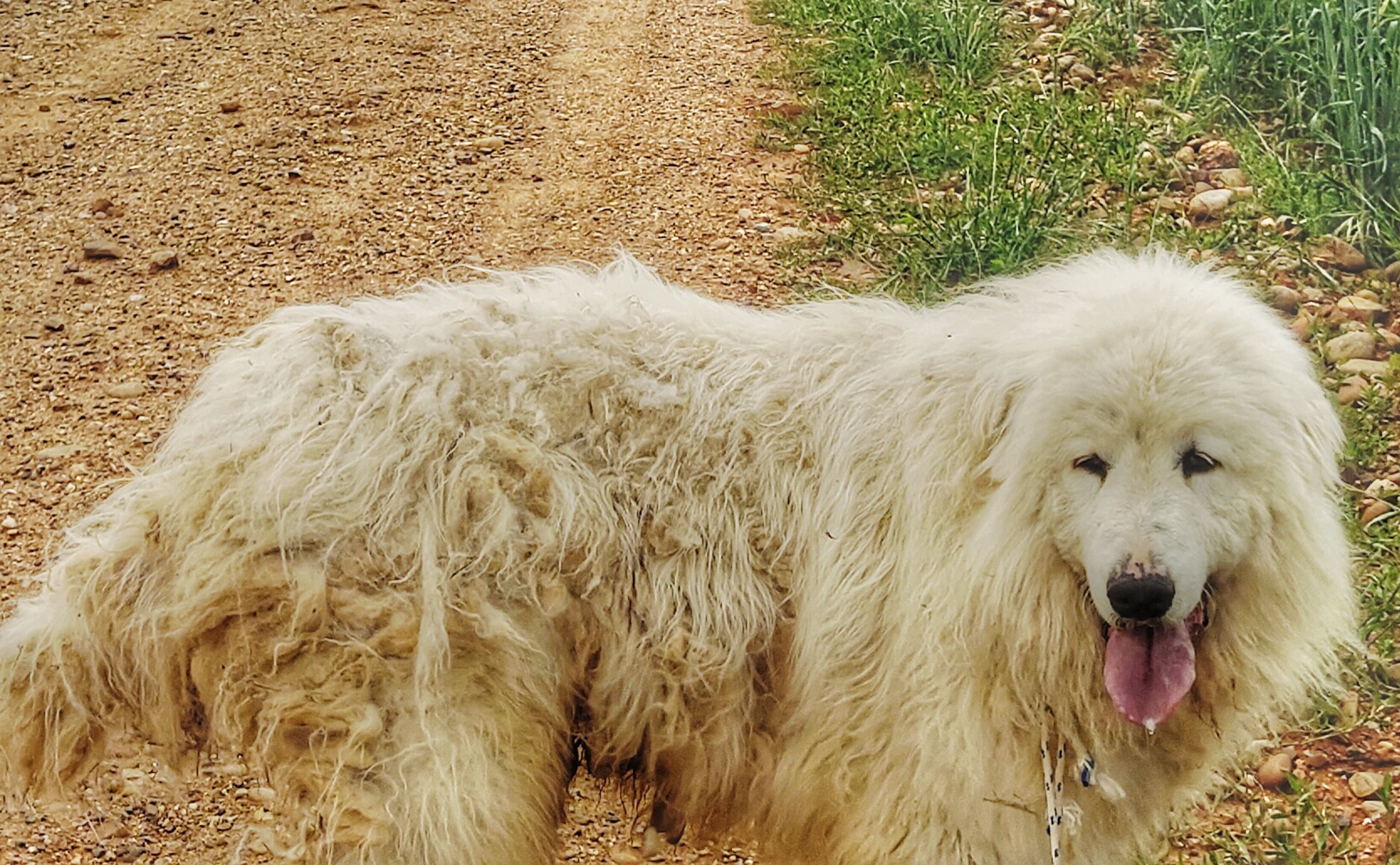 Un grand chien blanc au pelage touffu, debout sur un chemin de gravier, avec de l’herbe d’un côté.
