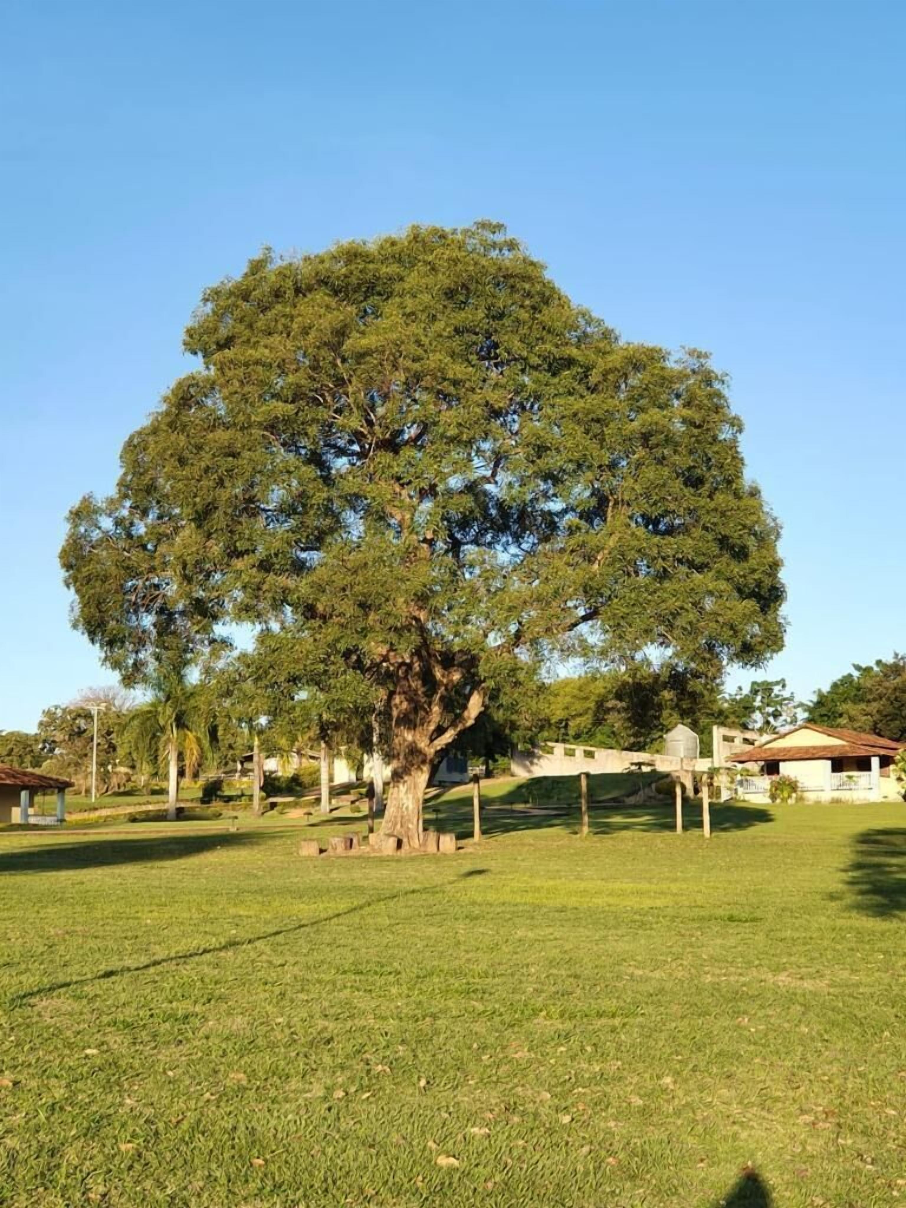 A large tree in a grassy area with a building in the background.
