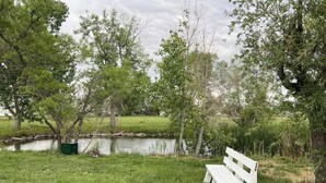 A white bench in a grassy area with trees and a body of water in the background. - Mountain View Farmhouse; lots of extras! (Mead)