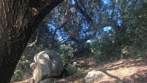 Degraus de pedra que sobem uma colina, rodeados por árvores e paisagem natural.