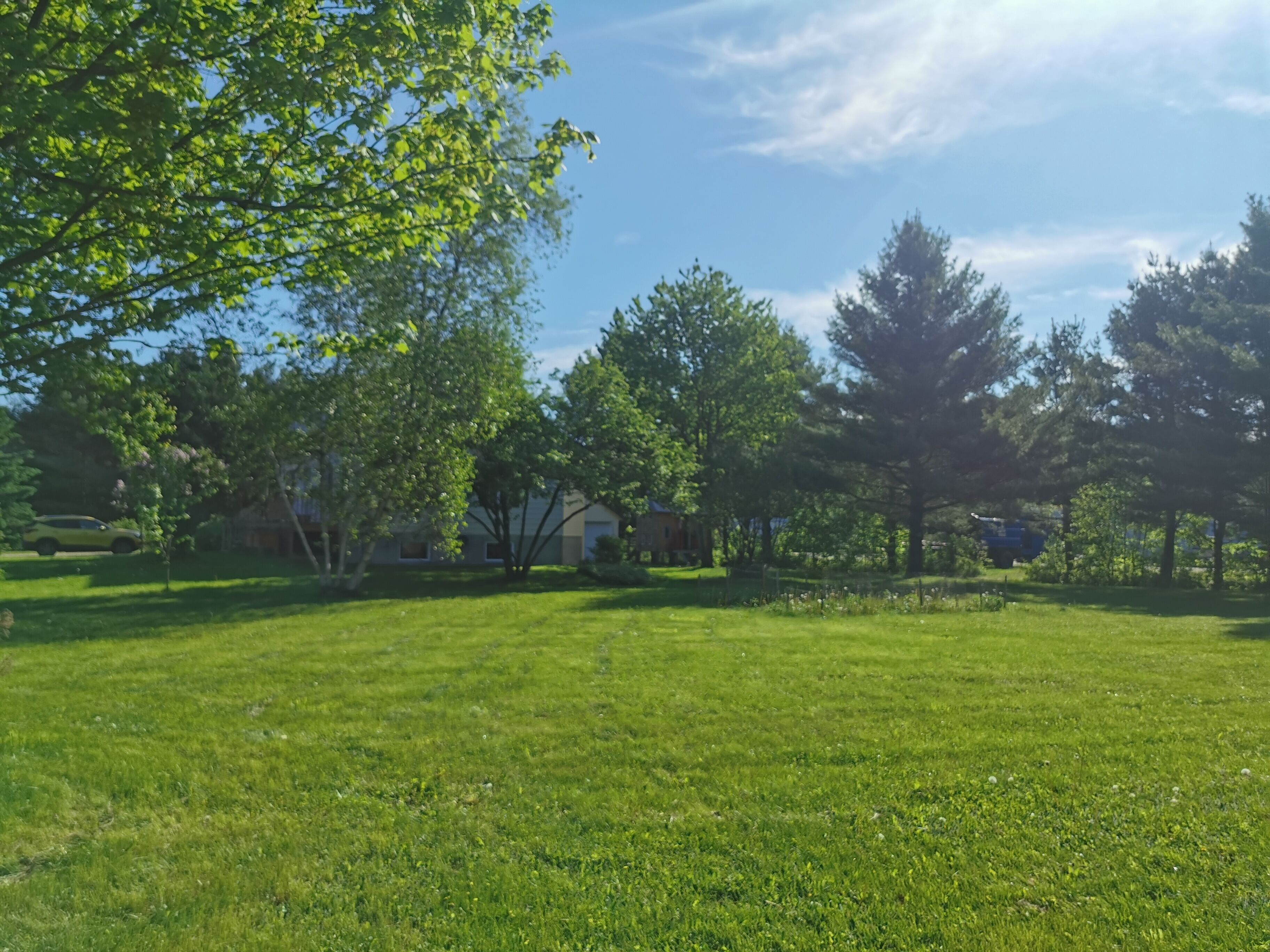 A grassy yard with trees and a building in the background.