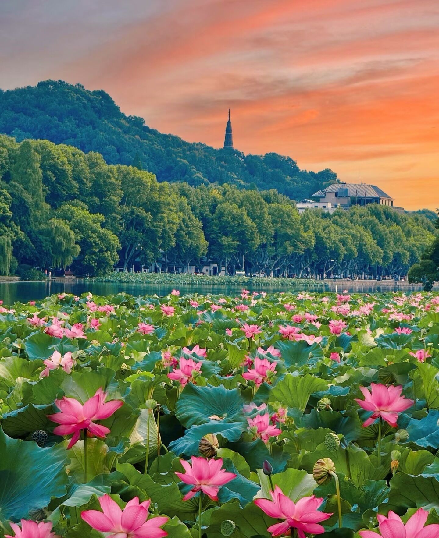 A serene landscape with a lotus pond, a hill with a tower, and a building in the background.