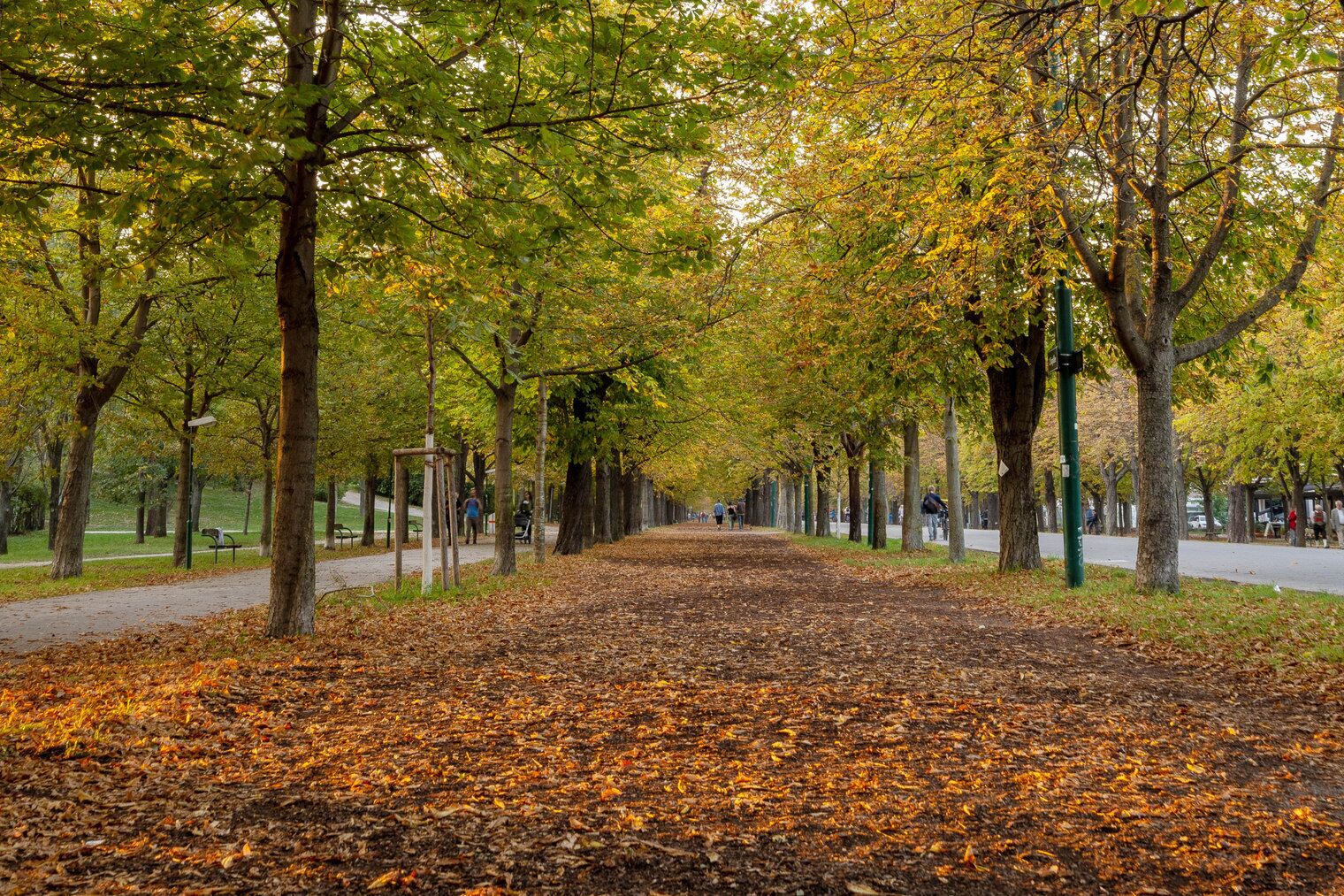 A park pathway lined with trees and covered in fallen leaves.