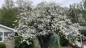 Un arbre aux fleurs blanches se dresse devant une maison à la façade en pierre et à la pelouse verdoyante.