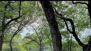 A paved path in a wooded area with a sign reading "TREEHOUSE". - Coach's Quarters - The Dugout - Come Spend The Night in the Trees!! (Waco)