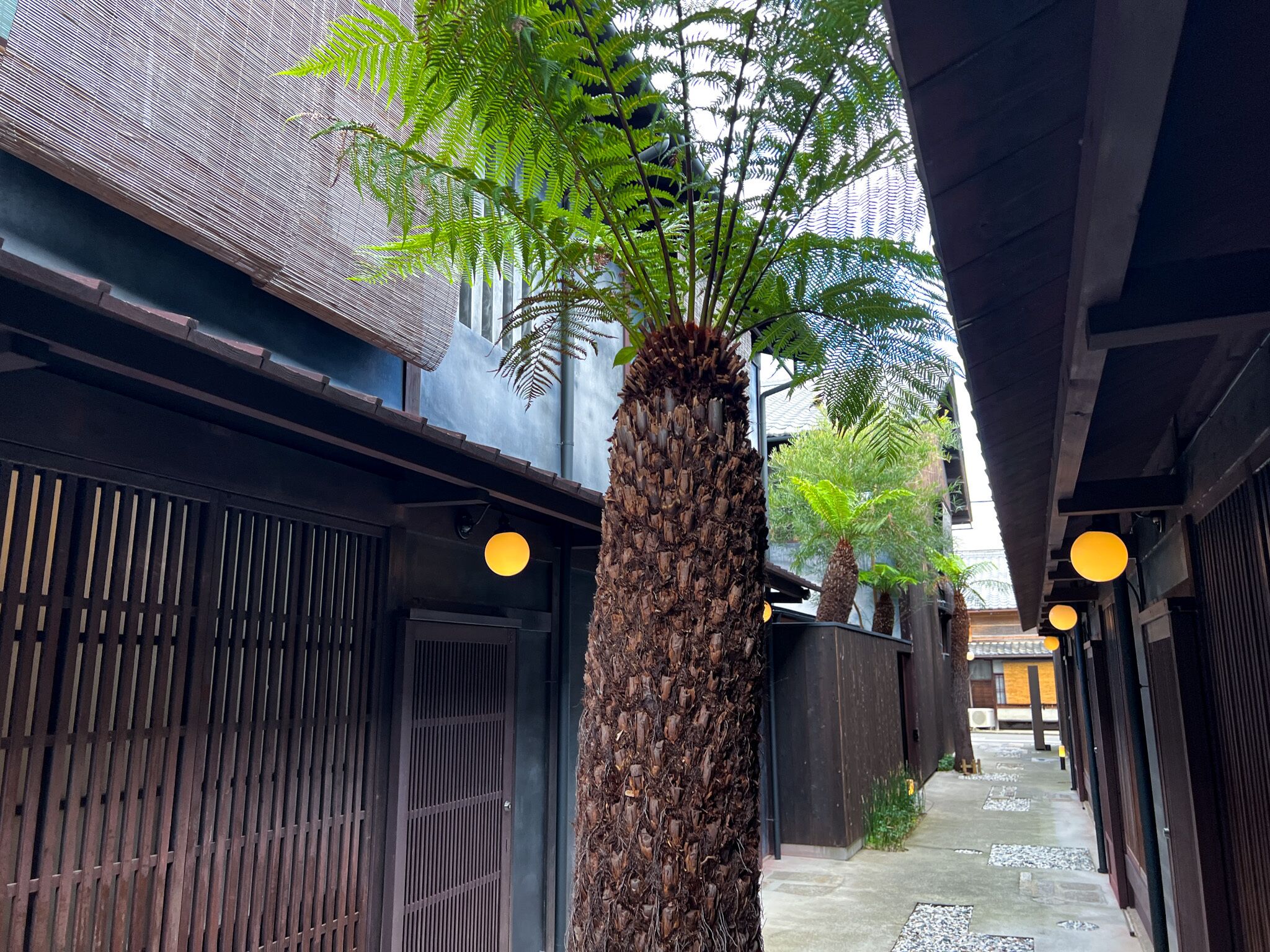 A narrow alleyway with a palm tree and hanging lights.