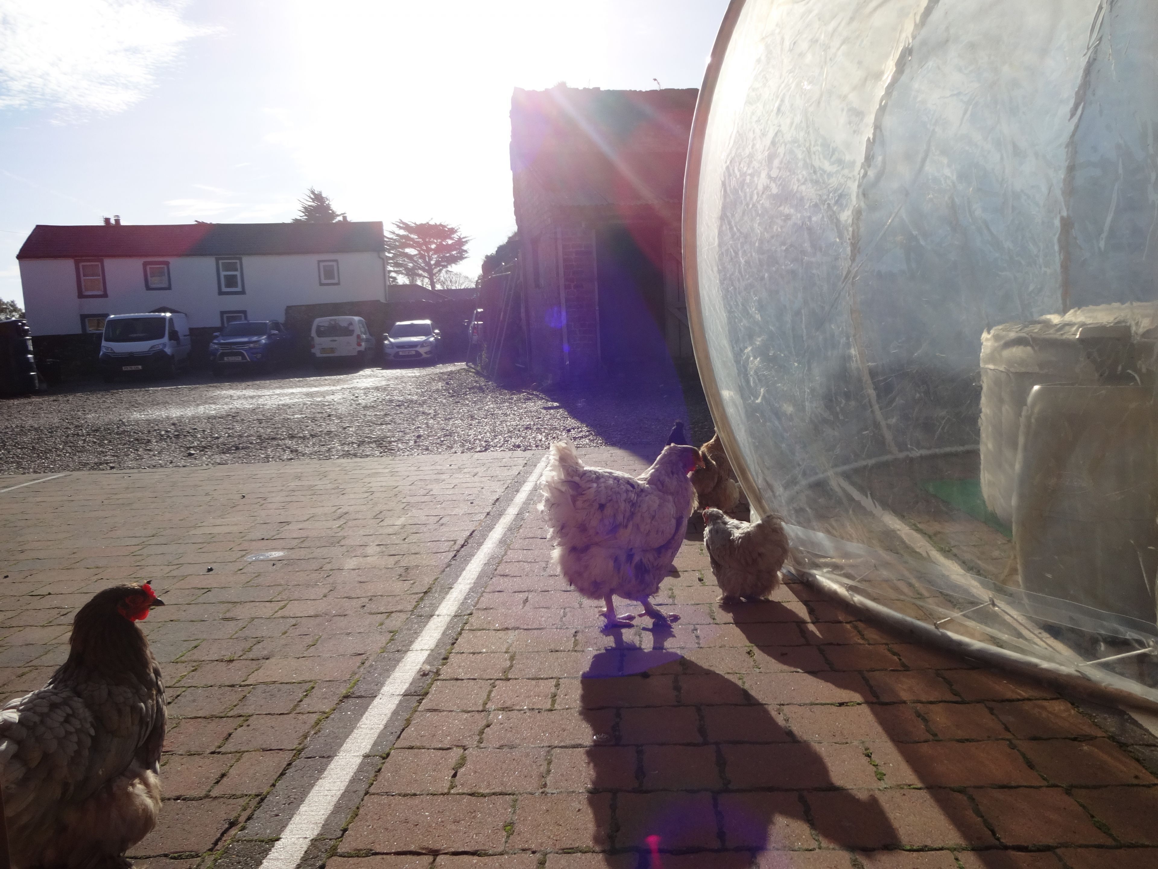 A paved area with chickens near a large transparent structure, parked cars, and a building in the background.