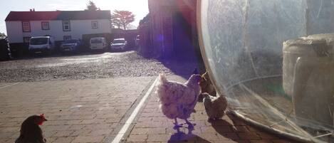 A paved area with chickens near a large transparent structure, parked cars, and a building in the background.