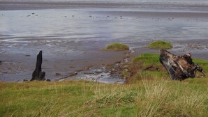 Un paysage côtier caractérisé par une vaste étendue d’eau calme, des zones herbeuses et un tronc d’arbre tombé.