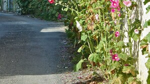 A roadside with a wall covered in pink flowers.