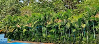 Cozy wooden huts/cottages on edge of Arambol Beach