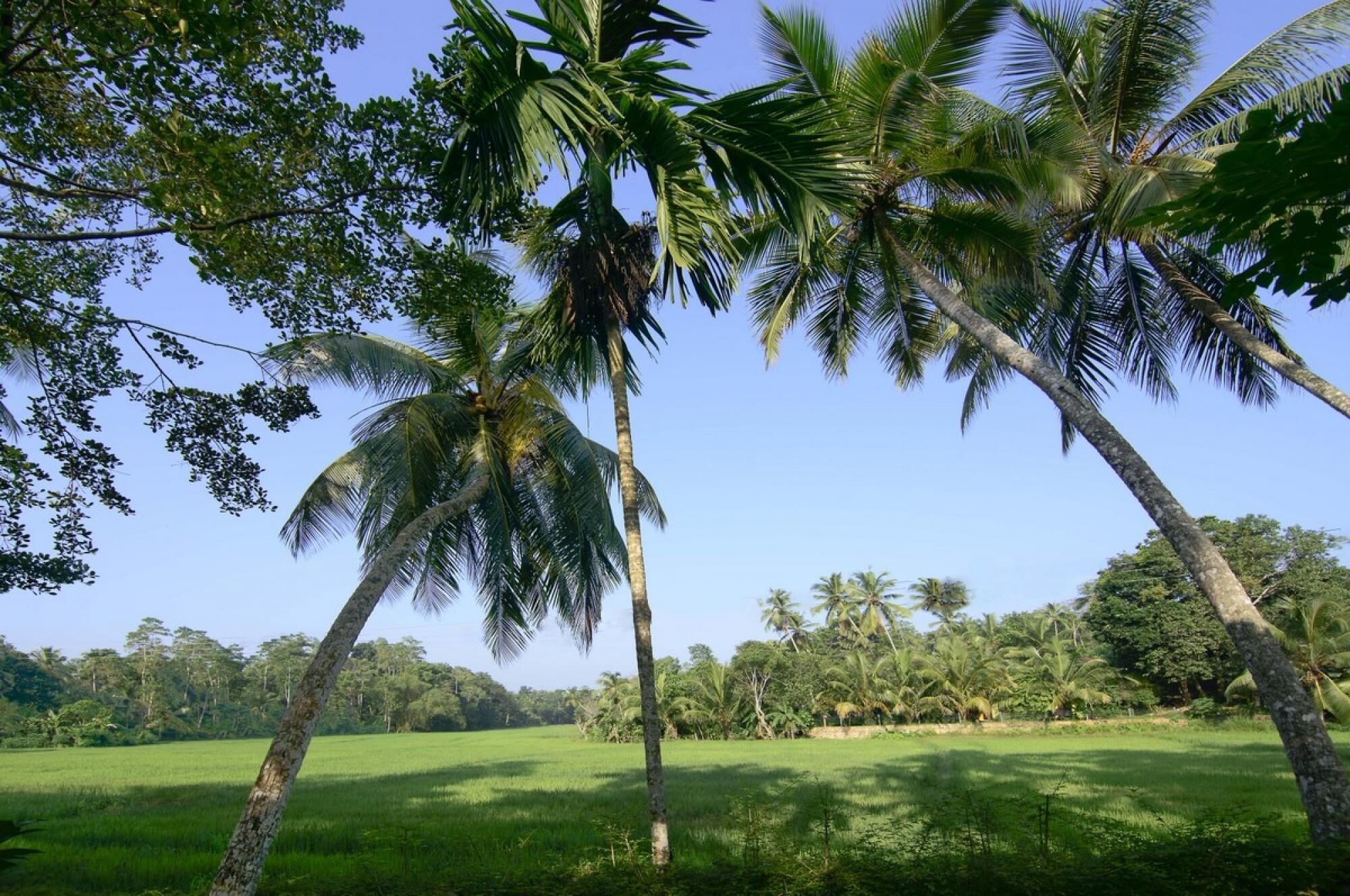 A lush green field with tall palm trees and dense foliage in the background.