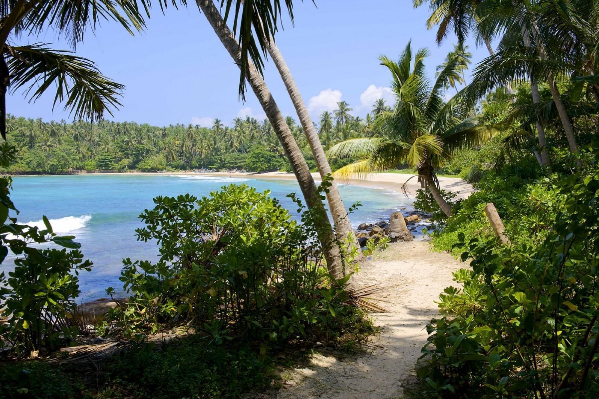 A beach path surrounded by lush greenery and palm trees leading to a sandy beach with clear blue water.