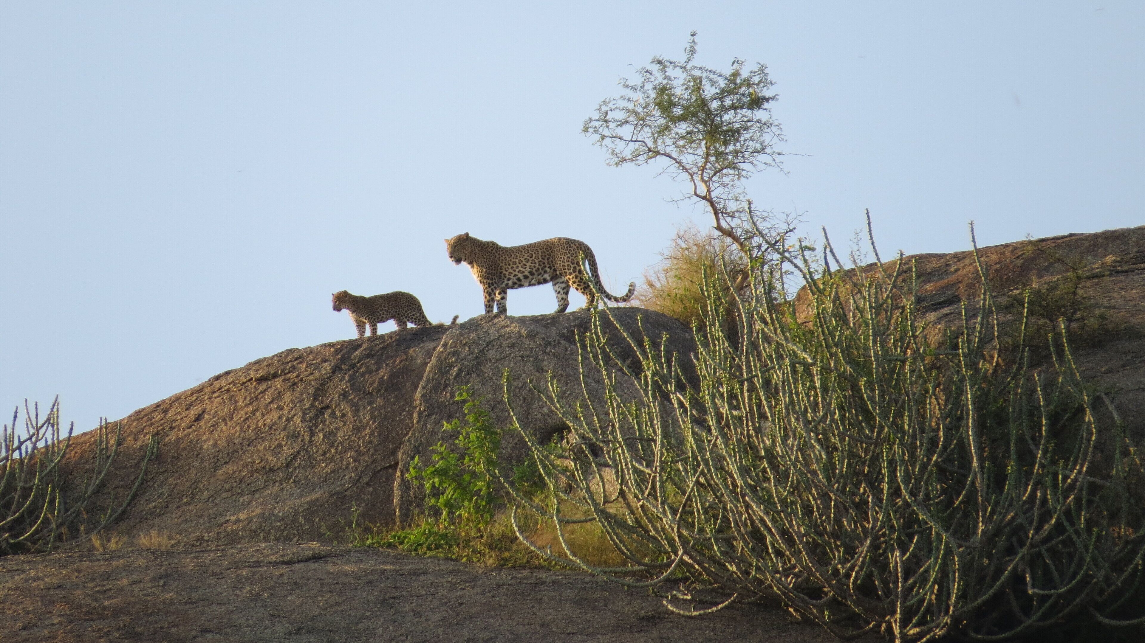 Two leopards on a rocky outcrop with sparse vegetation.