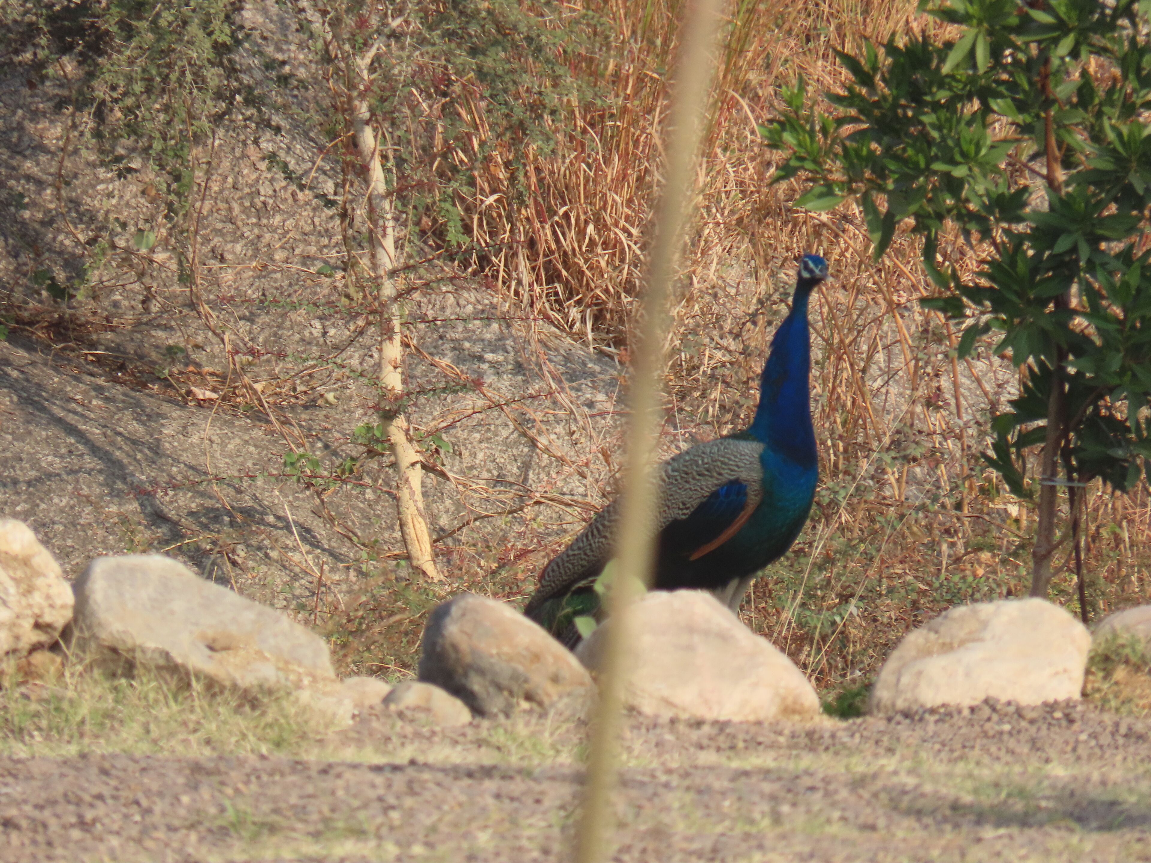 Un pavo real en un entorno natural con rocas y vegetación escasa.