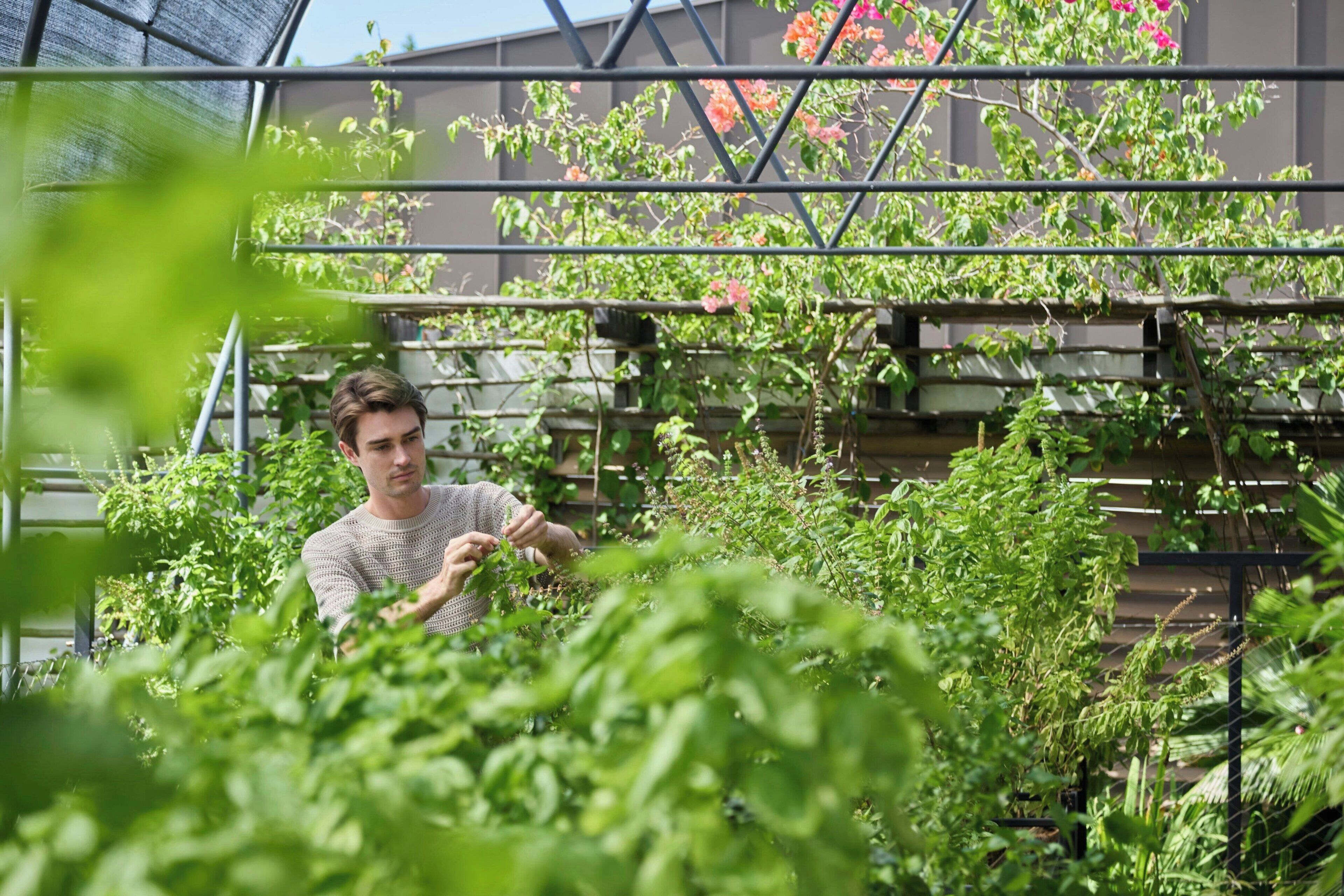 A person tending to plants in a greenhouse with metal racks and a mesh roof.