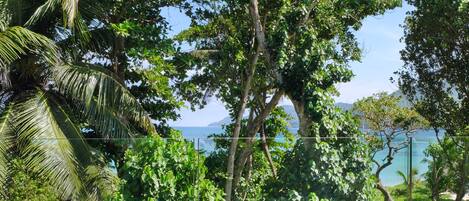 A lush garden with various trees and a view of the sea.