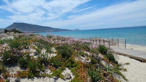 Une plage avec une promenade en bois menant à l’eau, entourée de différentes plantes et fleurs.