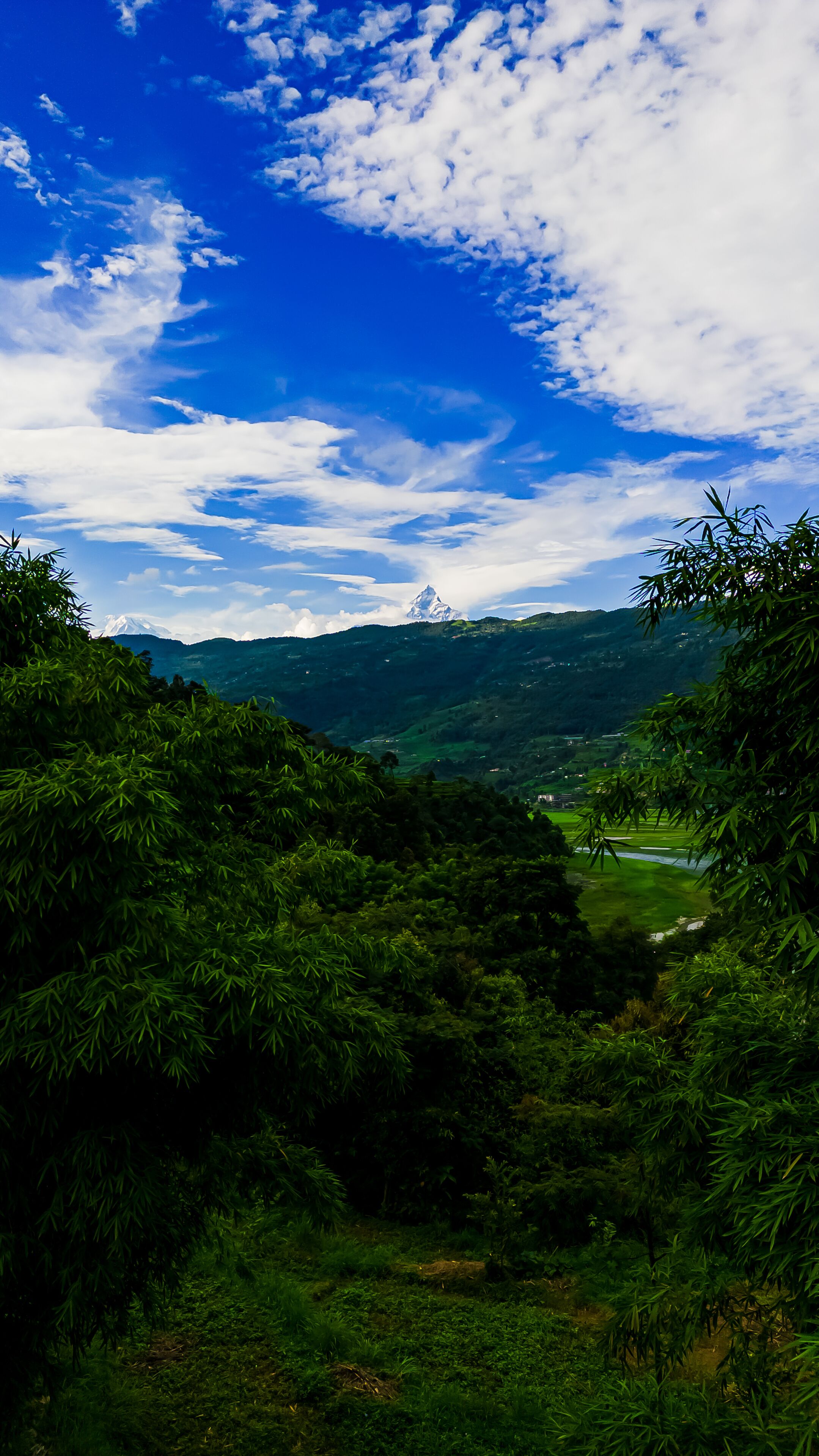 Üppige grüne Landschaft mit dichtem Bambus im Vordergrund, blauem Himmel mit vereinzelten Wolken und einem entfernten Berggipfel.