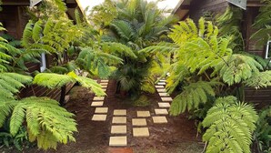 A garden pathway leading to wooden cabins surrounded by lush ferns and tropical plants. - Bungalow on a mountainside (Le Morne Rouge)
