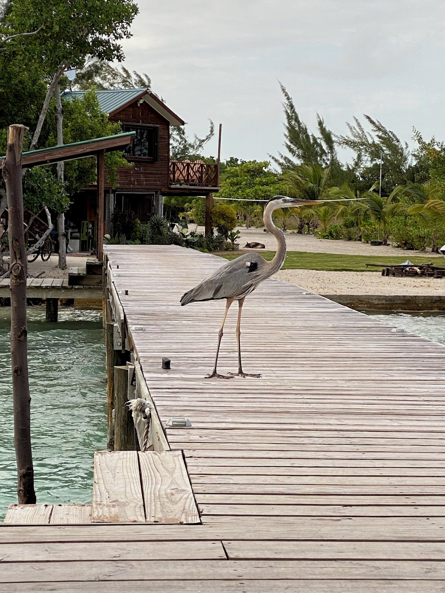 A wooden pier extending into a body of water with a bird standing on it.