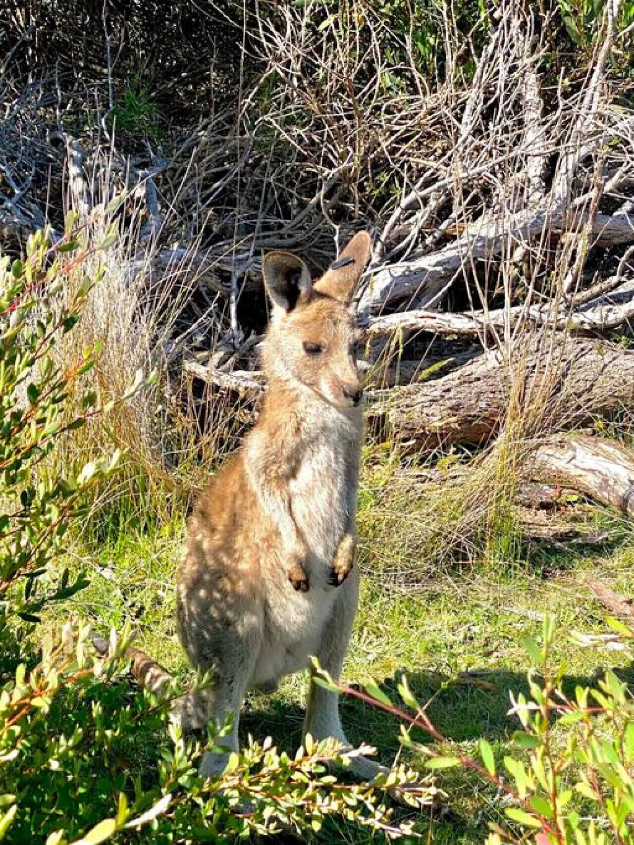 A kangaroo in a natural setting with dense vegetation and fallen logs.