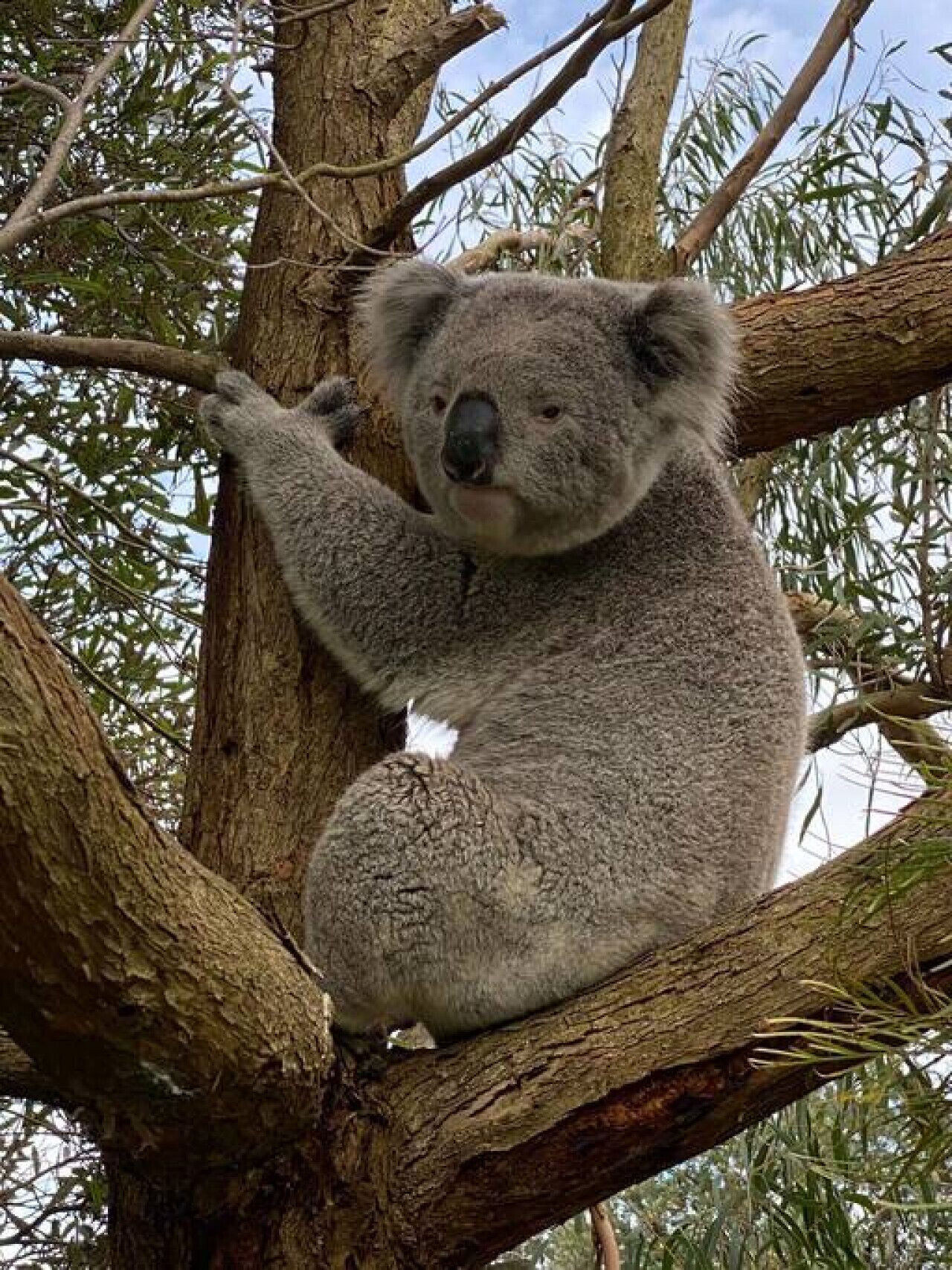 Ein Koala sitzt auf einem Ast.