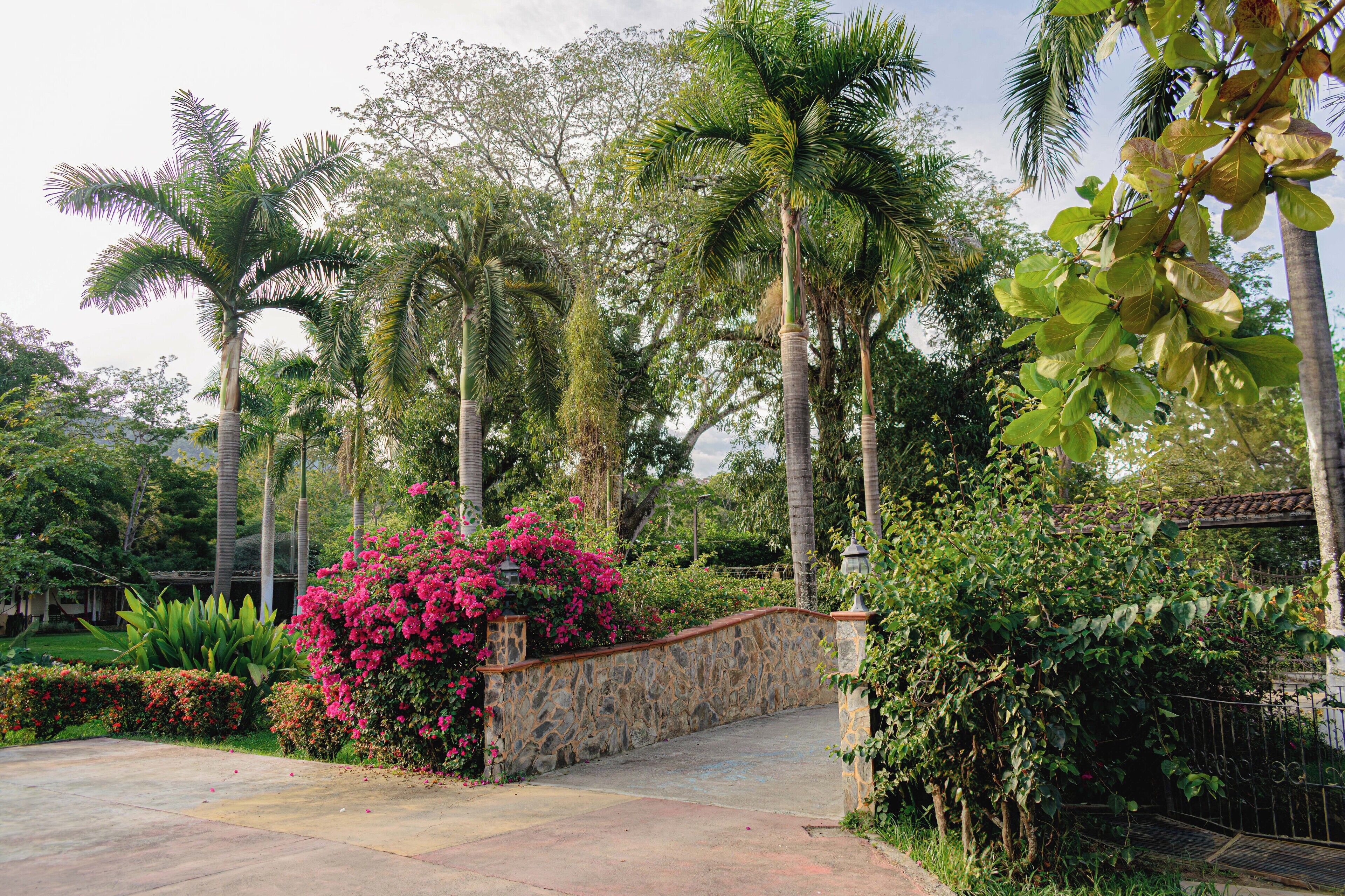 A garden with palm trees, a stone wall, and a paved walkway.