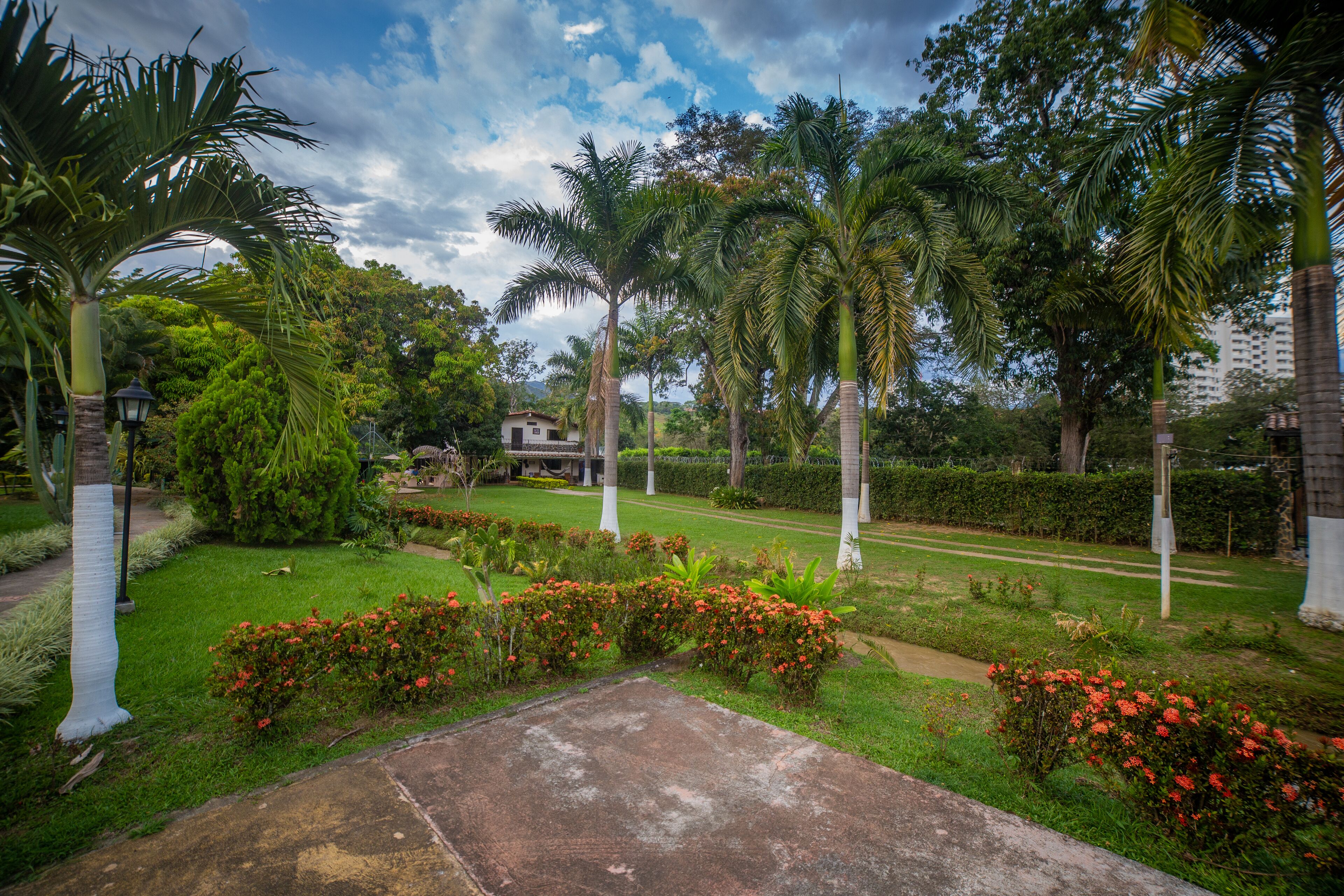 A landscaped garden with palm trees, a pathway, and a building in the background.