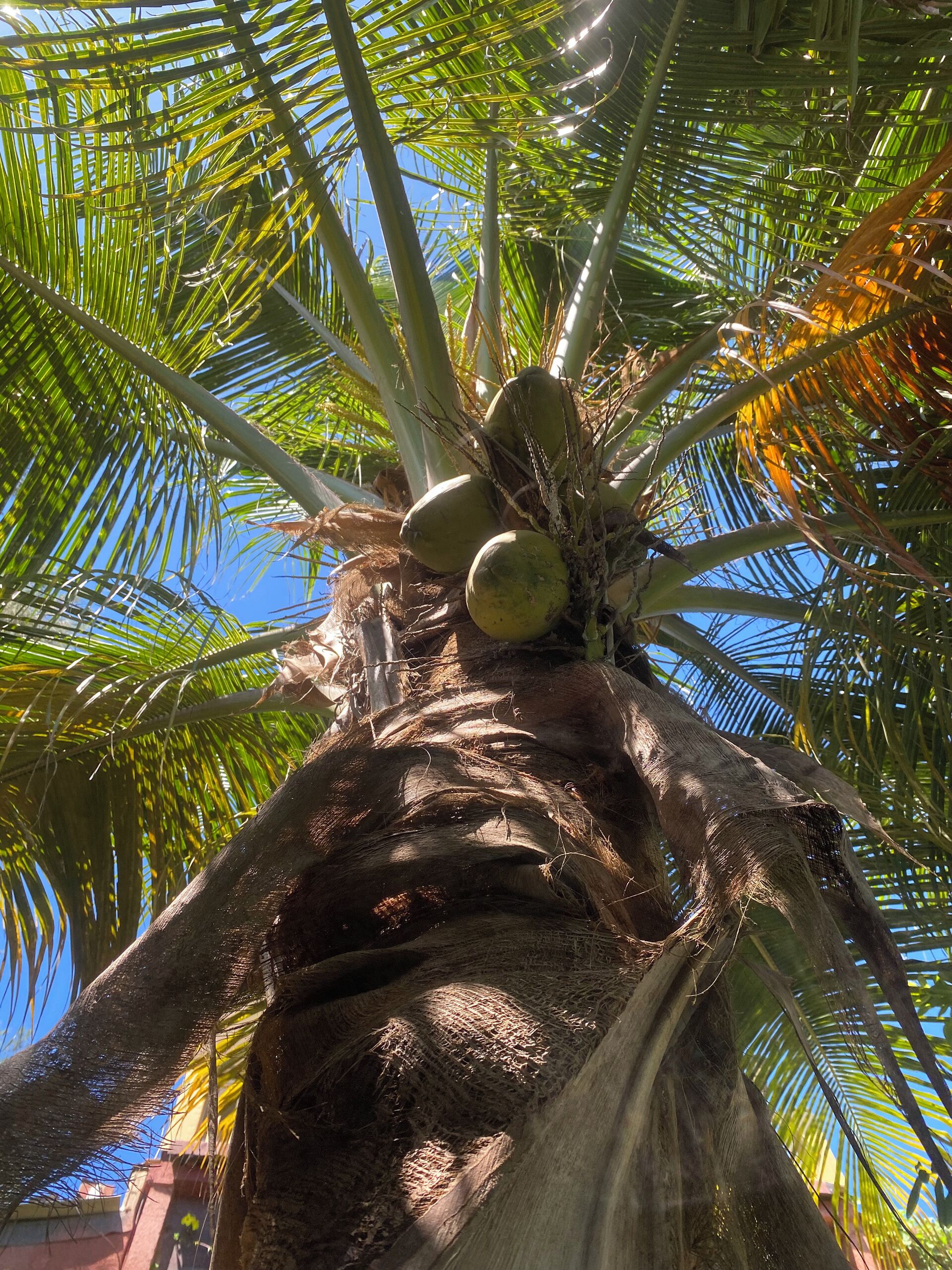A palm tree with coconuts and a clear blue sky in the background.
