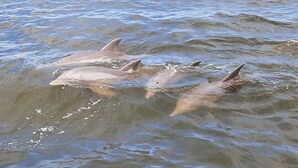Un gruppo di delfini che nuotano nell'acqua.