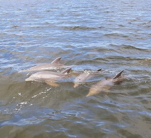 Eine Gruppe von Delfinen schwimmt im Wasser.