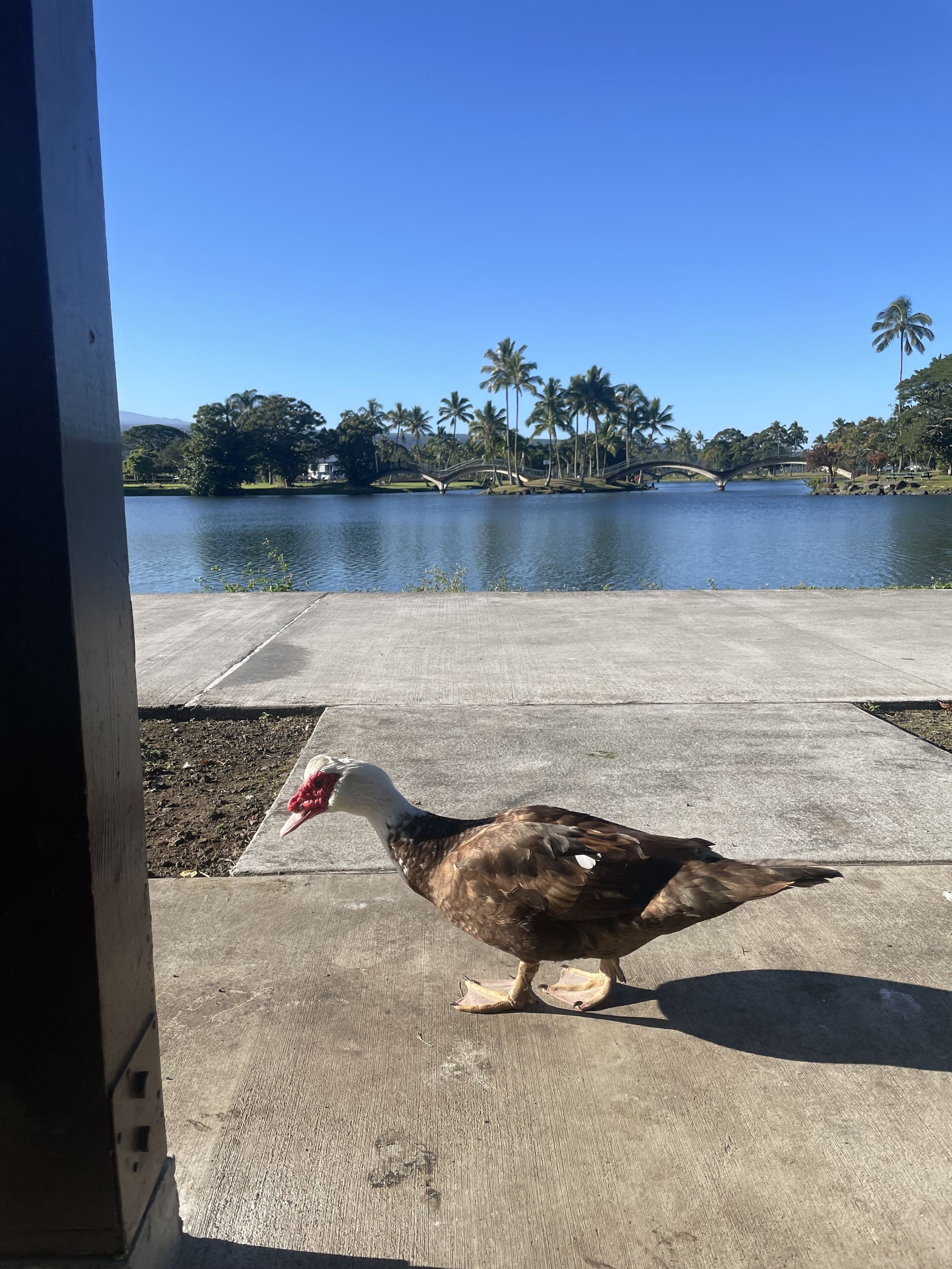 A bird on a concrete surface with a lake and palm trees in the background.