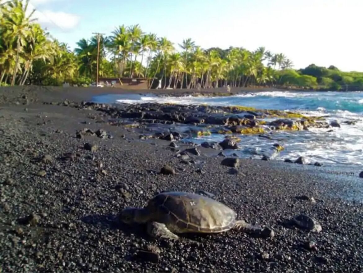 A turtle on a black sand beach with palm trees in the background.