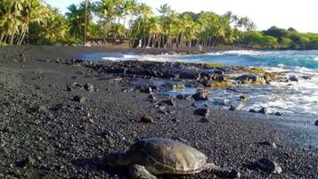 A turtle on a black sand beach with palm trees in the background.