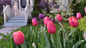 Ein Garten mit rosa und violetten Tulpen vor einem weißen Haus mit Veranda und Treppe.