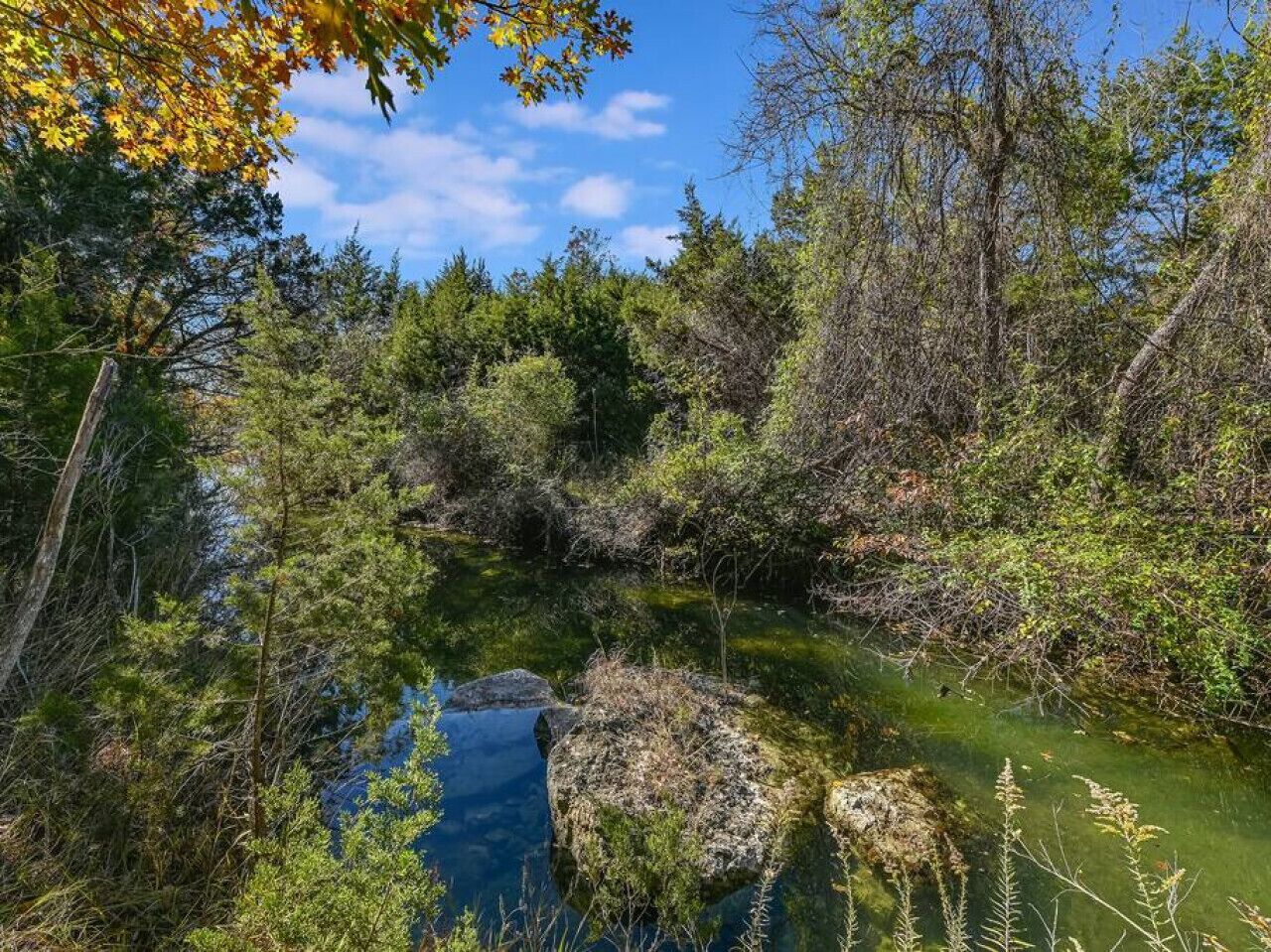 A natural landscape with a pond surrounded by dense vegetation and trees.