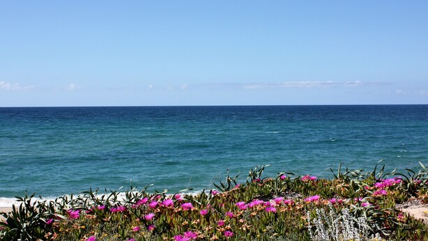 Paesaggio costiero con vista limpida sull'oceano e una varietà di fiori colorati in primo piano.