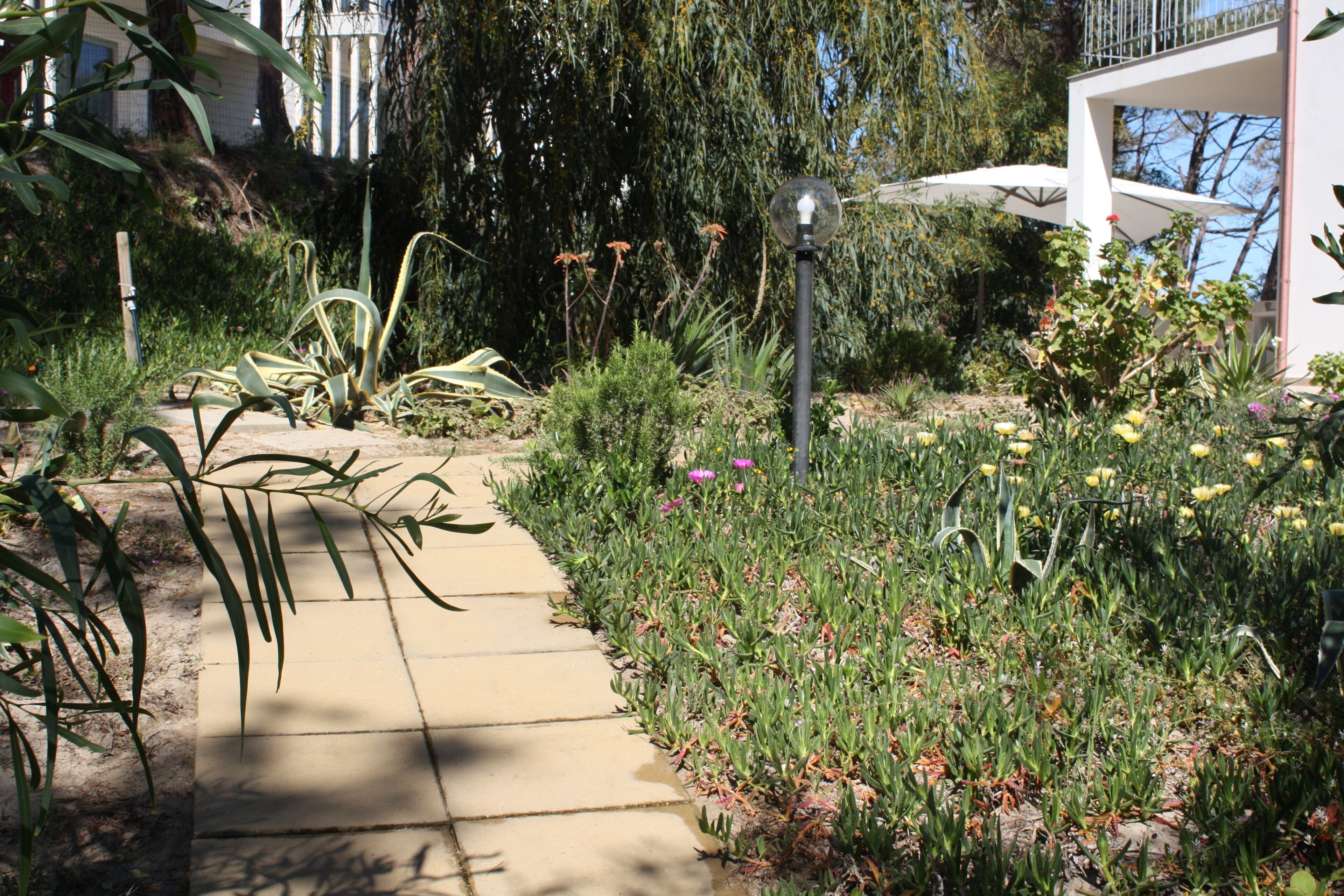 A garden pathway with various plants and flowers.