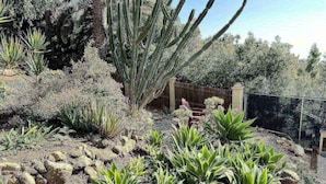 A garden with various plants, including tall cacti and smaller shrubs.