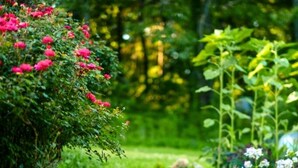 A stone pathway in a garden with various plants and flowers. - Secluded Estate Sleeps 8 with 1 acre fishing pond  (Mount Pleasant)
