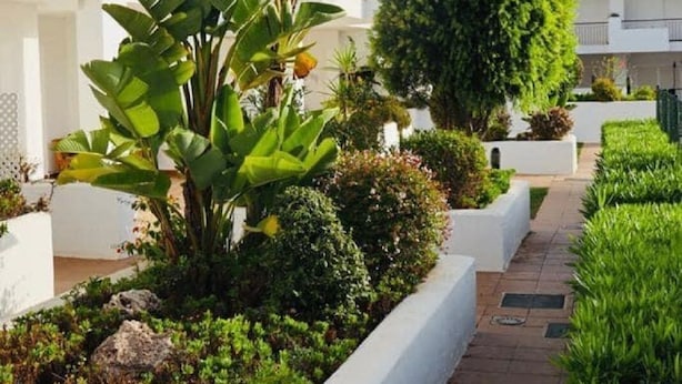 A modern residential area with white buildings, a paved walkway, and well-maintained greenery including large banana plants and a round bush. - Apartment with sea views in a quiet area (Alcorrín)