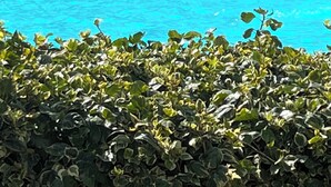 A swimming pool with lounge chairs and a hedge in the foreground.