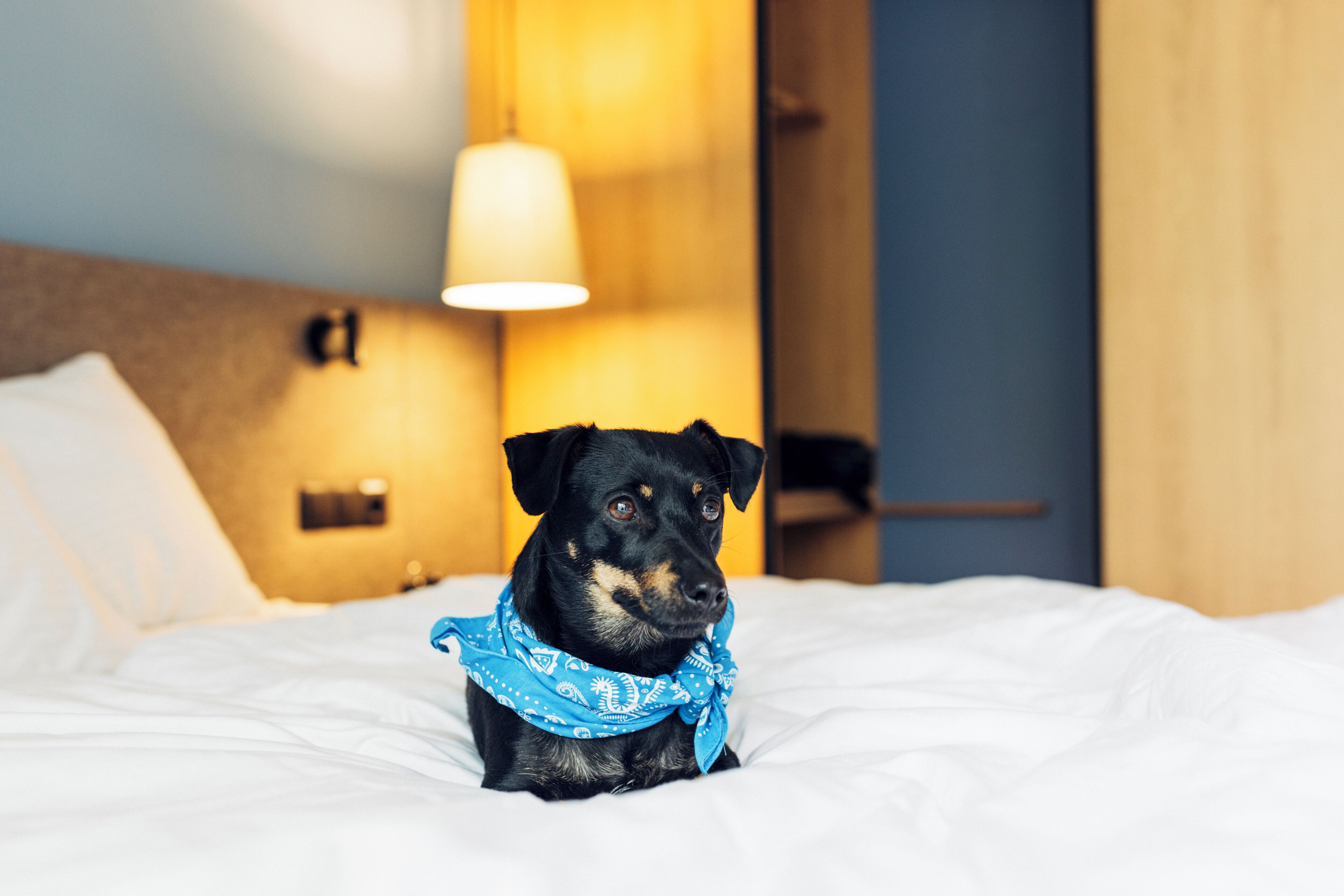 Un perro con una bandana sentado en una cama en una habitación de hotel.