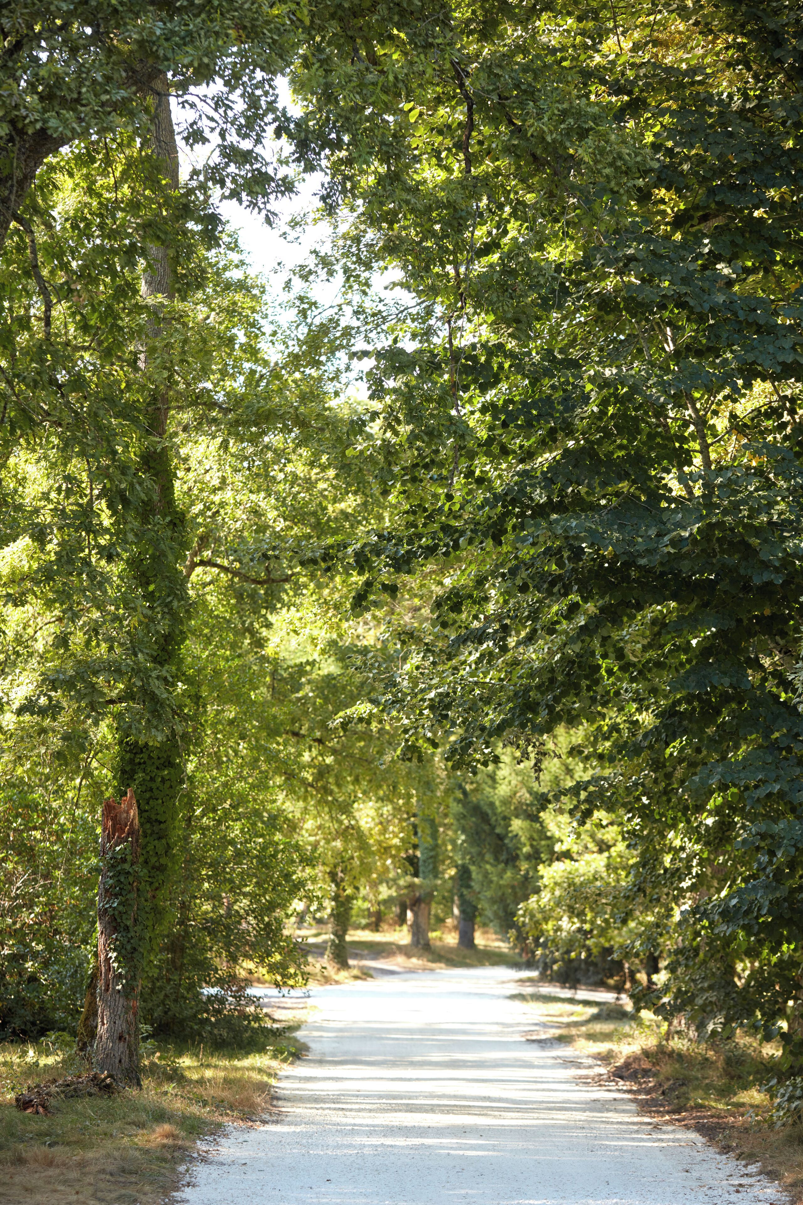 Un sendero pavimentado bordeado por abundante vegetación verde que se adentra en una zona boscosa.
