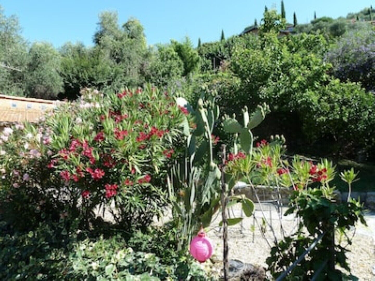 Un jardin avec différentes sortes de plantes et un ornement rose suspendu à un arbre.