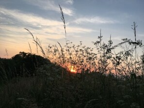 Ein Sonnenuntergang über einem Feld mit hohem Gras und Bäumen im Hintergrund.