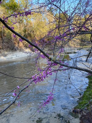 A river with purple flowers and trees in the background. - Cabin 1 Cozy cabin close to Sam Houston Park (Huntsville)