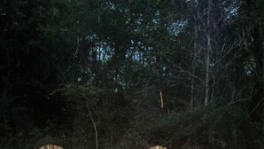 Zwei Adirondack-Stühle vor einem Lagerfeuer in einem bewaldeten Gebiet.